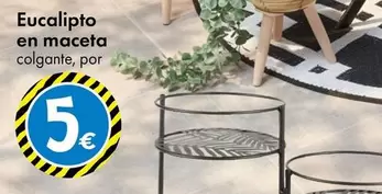 Oferta de Eucalipto En Maceta por 5€ en TEDi