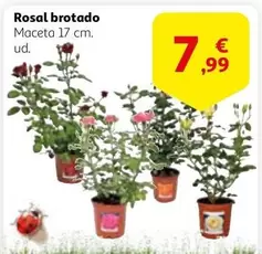 Oferta de Rosal Brotado por 7,99€ en Alcampo