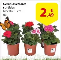 Oferta de Geranios Colores Surtidos por 2,49€ en Alcampo