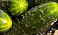 Oferta de Carrefour  El Mercado - Pepino   por 1,59€ en Carrefour