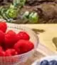Oferta de En Todas  Las Tarrinas  De Frutos Rojos en Carrefour