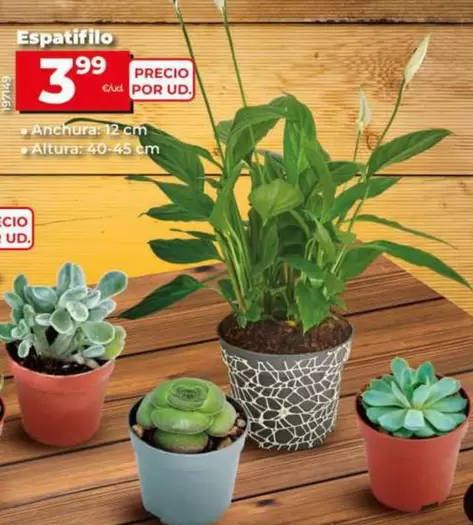 Oferta de Espatifilo por 3,99€ en Dia