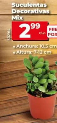 Oferta de Suculentas Decorativas Mix por 2,99€ en Dia