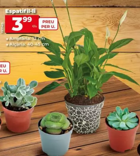 Oferta de Espatifilo por 3,99€ en Dia
