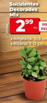 Oferta de Suculentas Decorativas Mix por 2,99€ en Dia