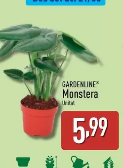 Oferta de Gardenline - Monstera por 5,99€ en ALDI