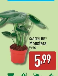 Oferta de Gardenline - Monstera por 5,99€ en ALDI