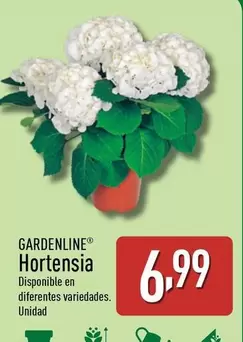Oferta de Gardenline -  Hortensia por 6,99€ en ALDI