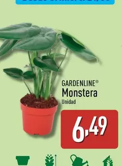 Oferta de Gardenline - Monstera por 6,49€ en ALDI