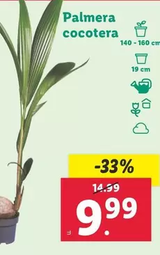 Oferta de Palmera Cocotera por 9,99€ en Lidl