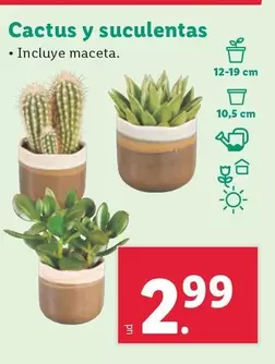 Oferta de Cactus Y Suculentas por 2,99€ en Lidl