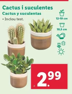 Oferta de  Cactus Y Suculentas por 2,99€ en Lidl