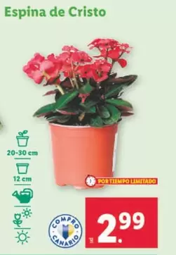 Oferta de Espina De Cristo por 2,99€ en Lidl