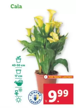 Oferta de Cala por 9,99€ en Lidl