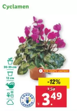 Oferta de Cyclamen por 3,49€ en Lidl