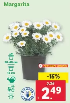 Oferta de Margarita  por 2,49€ en Lidl