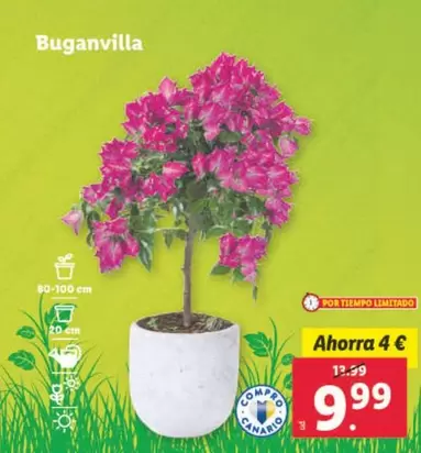Oferta de Buganvilla por 9,99€ en Lidl