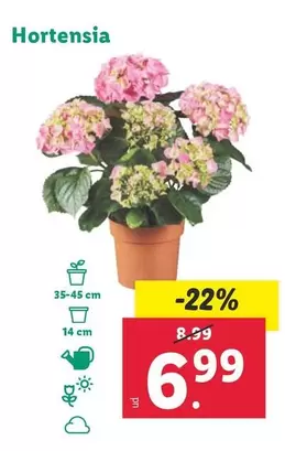 Oferta de Hortensia por 6,99€ en Lidl