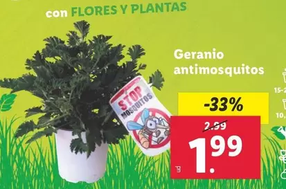 Oferta de Geranio Antimosquitos por 1,99€ en Lidl
