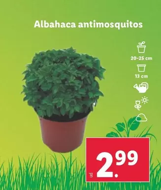 Oferta de Albahaca Antimosquitos por 2,99€ en Lidl