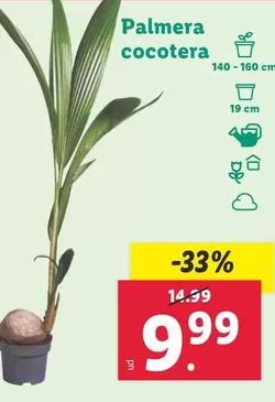Oferta de Palmera Cocotera por 9,99€ en Lidl