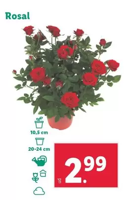 Oferta de Rosal por 2,99€ en Lidl