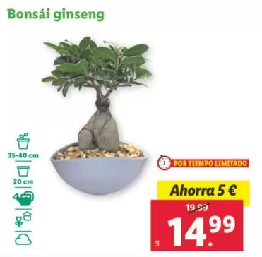 Oferta de Bonsaï Ginseng por 14,99€ en Lidl