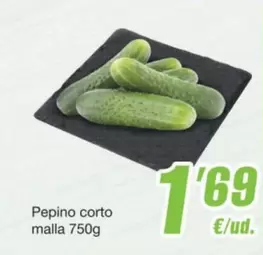 Oferta de Pepino Corto Malla por 1,69€ en SPAR Fragadis
